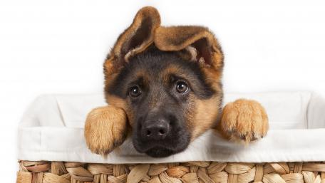 Adorable Puppy Peeking from Basket wallpaper