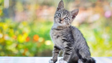 Cute Playful Kitten in a Garden Setting wallpaper