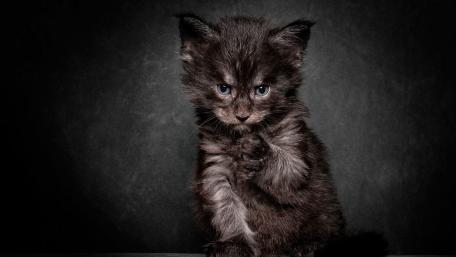 Mysterious Black Kitten Stares Intently wallpaper