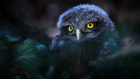 Mystical Owl in Nature's Embrace wallpaper