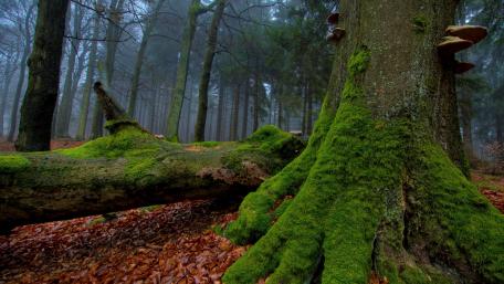 Mysterious Forest with Mossy Trees and Misty Background wallpaper