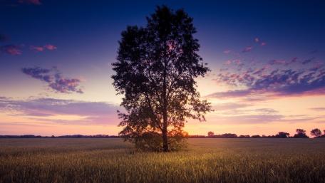 Serene Sunset Over Golden Fields wallpaper