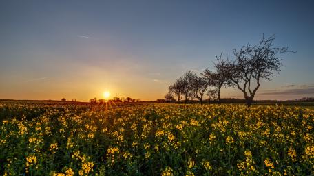 Golden Sunrise Over a Field of Flowers wallpaper