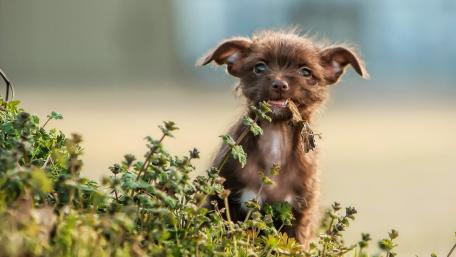 Cute Puppy Playing in Nature wallpaper