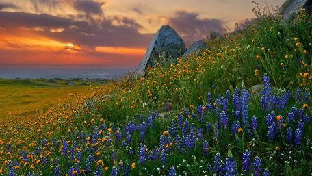 Vibrant Sunset Over Wildflower Meadow wallpaper