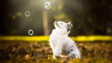 Playful Puppy Chasing Bubbles in Nature wallpaper