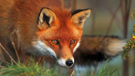 Majestic Red Fox in Nature Scene wallpaper