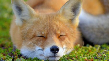 Peaceful Fox Relaxing in Nature wallpaper