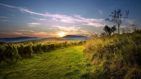 Serene Sunset Over Vineyards Offers Tranquil Vistas wallpaper