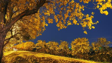 Golden Autumn Serenity in Nature's Embrace wallpaper