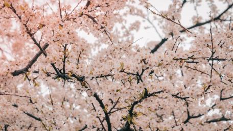 Delicate Cherry Blossom Blooms in Spring Light wallpaper