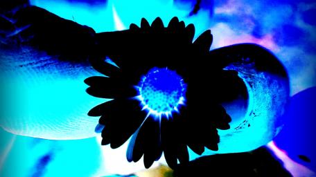 Vibrant Floral Glow in Blue Tones wallpaper