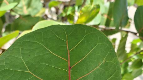 Vibrant Green Leaf Texture Wallpaper wallpaper