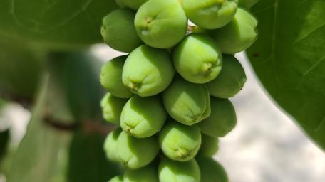 Fresh Green Berries on a Branch Shine in Nature's Light wallpaper