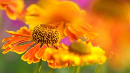 helenium wallpaper
