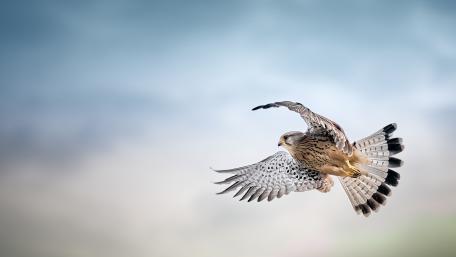 falcon wallpaper