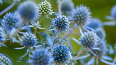 blue eryngo wallpaper