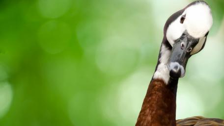 goose wallpaper