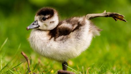 bird wallpaper
