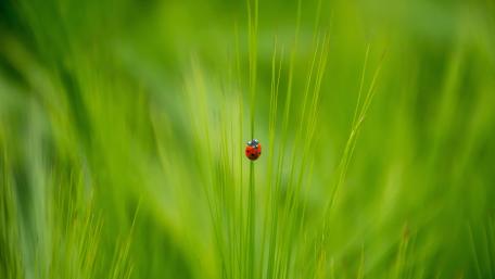 Ladybug wallpaper