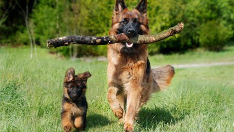 Shepherd dog wallpaper