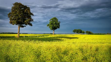 Golden Fields Beneath Darkening Skies wallpaper