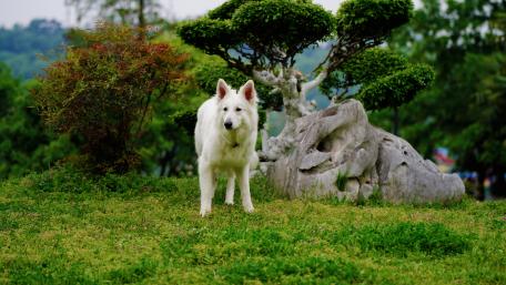 Gentle Excursion in a Serene Urban Park wallpaper
