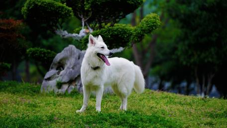 Majestic White Dog in Serene Garden Scene wallpaper