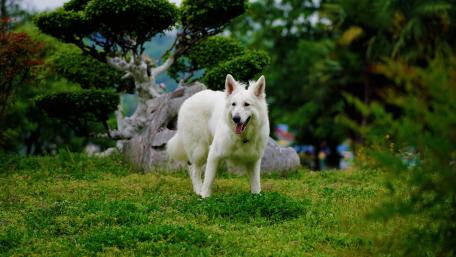 Majestic White Dog in Nature Scene wallpaper