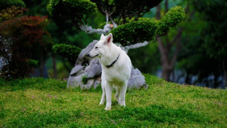 Majestic White Dog in a Serene Garden Scene wallpaper