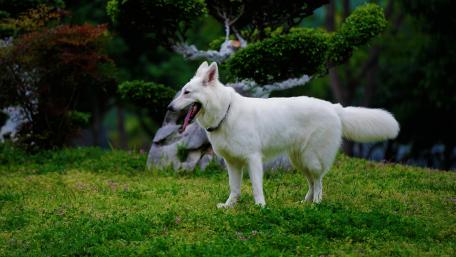 City Serenity with a White Dog Walking Gracefully in Nature wallpaper