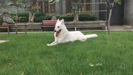 Majestic White Dog Relaxing on Green Grass wallpaper