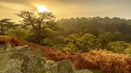 Golden Glow Over Autumn Landscape wallpaper