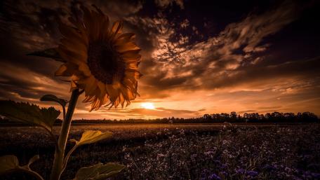 Golden Sunset Over Sunflower Fields wallpaper