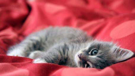 Adorable Kitten Relaxing on Soft Red Blanket wallpaper