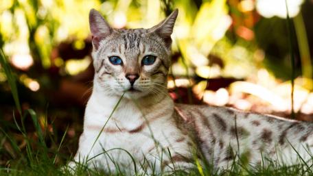 Elegant Cat in Natural Serenity wallpaper