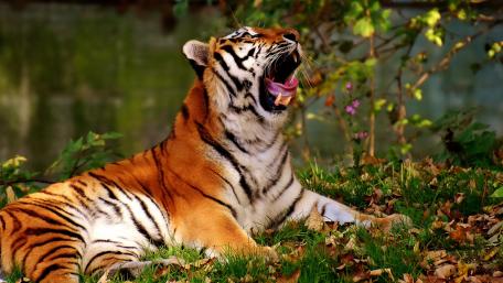 Majestic Tiger in Nature's Embrace wallpaper