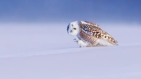 Snowy Owl in Serene Winter Landscape wallpaper