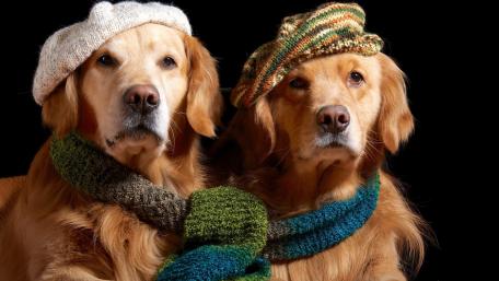 Stylish Goldens in Hats and Scarves wallpaper