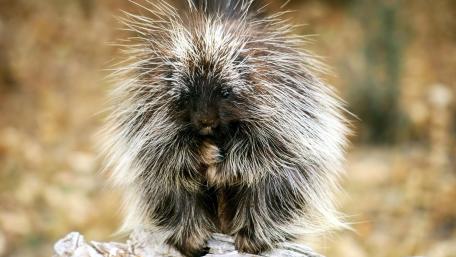 Porcupine in Natural Habitat wallpaper
