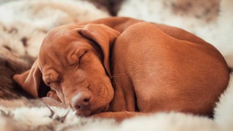 Cozy Puppy Nap in Soft Fur wallpaper