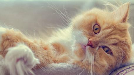 Cozy Orange Cat Relaxing with Graceful Elegance wallpaper
