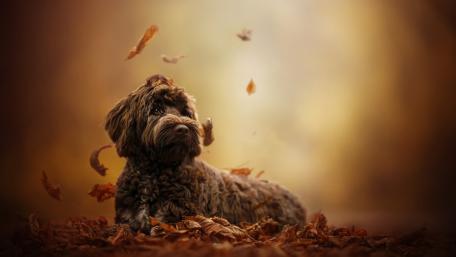 Charming Dog Amidst Autumn Leaves wallpaper