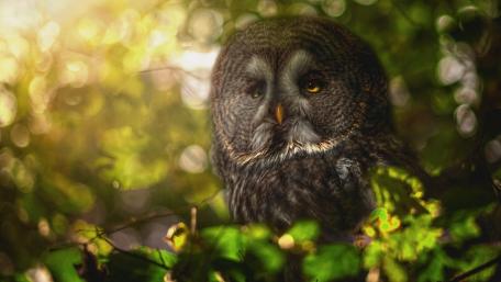 Majestic Owl Nestled in Nature's Embrace wallpaper