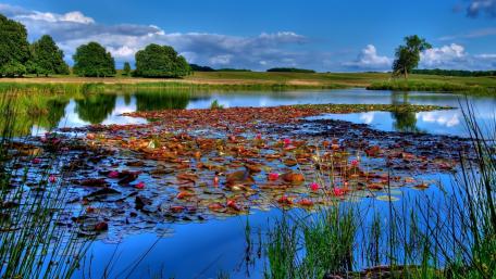 Serene Waterscape with Lily Pads and Vibrant Colors wallpaper