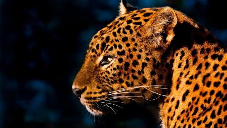 Majestic Leopard in Sunlight wallpaper