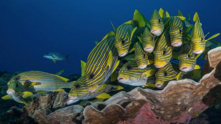 Colorful School of Striped Fish Underwater Scene wallpaper
