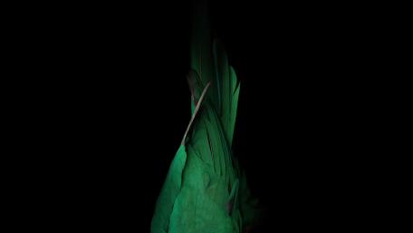 Emerald Elegance in Darkness wallpaper