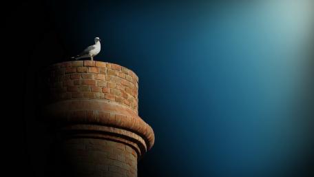 Serenity of a Seagull on a Towering Column wallpaper