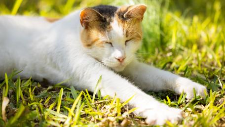 Relaxed Cat Enjoying Nature's Sunlight wallpaper